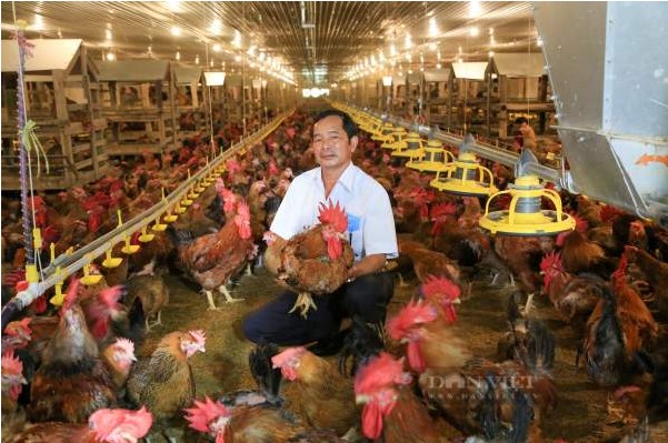 Bình Dương: Chân dung ông nông dân  thu nhập 90 tỷ đồng mỗi năm nhờ nuôi gà