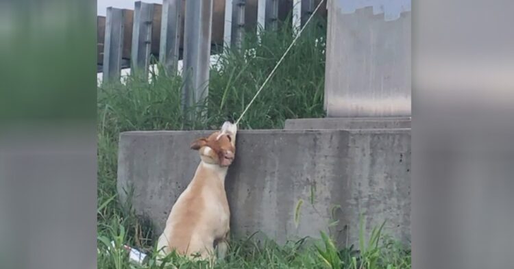 Xót xa chú chó nhỏ bị treo cổ bằng dây điện gần cầu vượt đường cao tốc: Chân không chạm đất và nó khó có thể di chuyển đầu