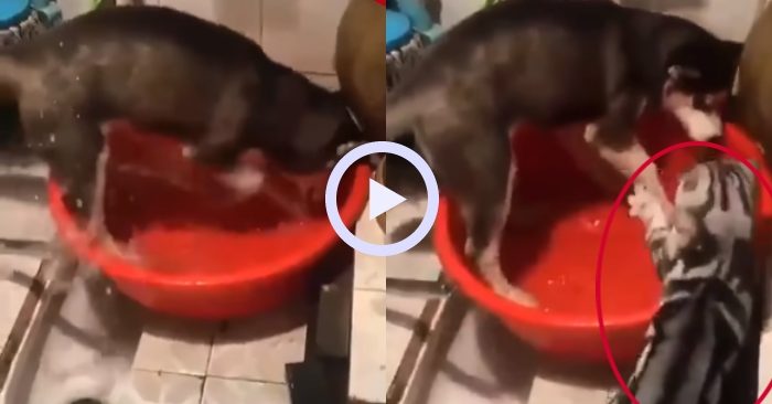 Chú chó bị mèo bạt tai tới tấp vì tội… lãng phí nước