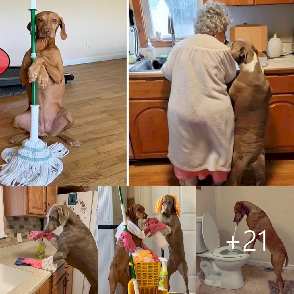 Incredible companionship: Dog's steadfast love supports 95-year-old man in his daily chores_Beloved Dog
