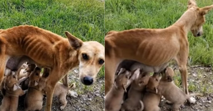 Divine motherly love: The mother dog is thin and dirty but still trying to raise her children makes everyone who sees it choke