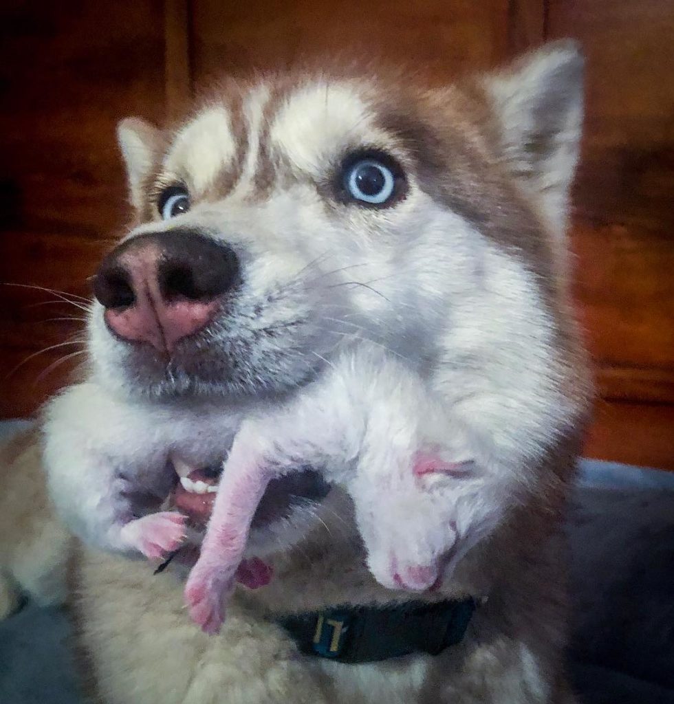 A Heroic Husky Finds a Box Full of Kittens and Becomes Their Loving Guardian