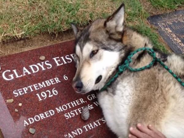 Husky dog because he missed his owner for 3 days lying by his owner's grave without eating or drinking