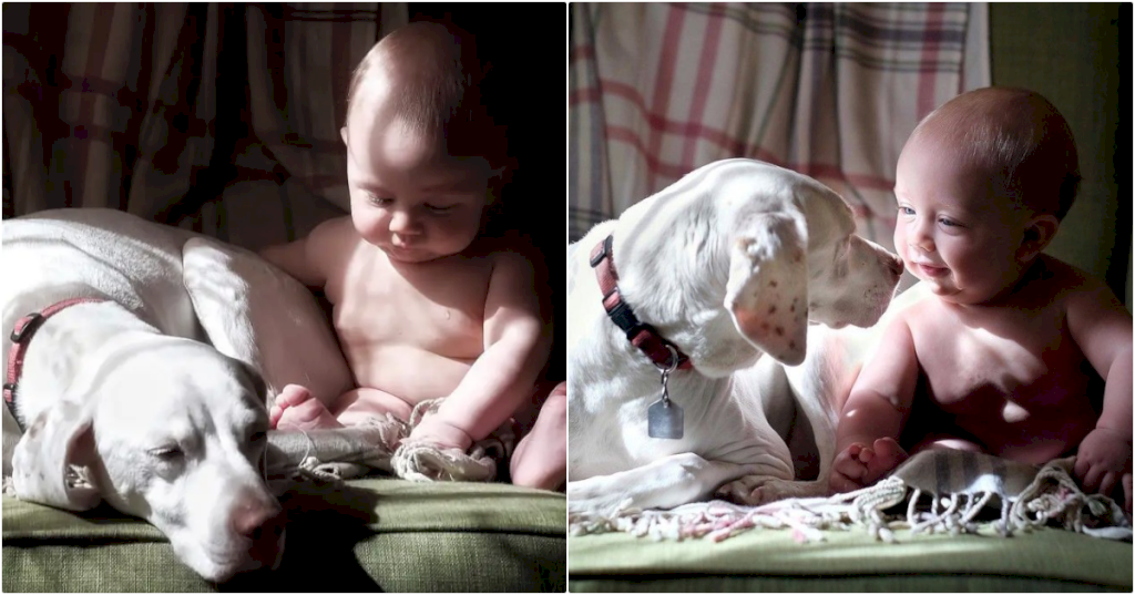 A Heartwarming Tale: One-Year-Old Toddler Restores Trust and Happiness in Rescued Dog's Life_babies