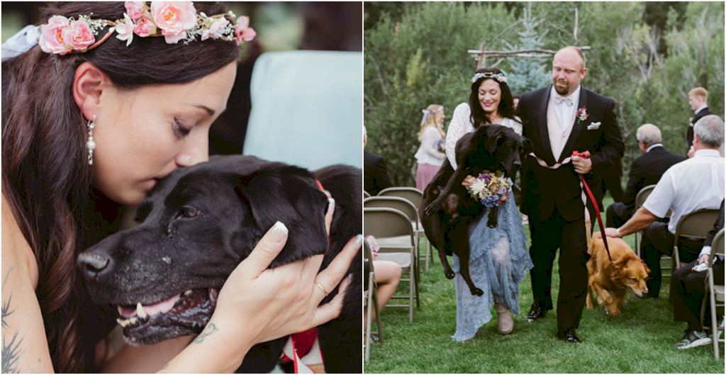 Against all odds, a terminally ill 15-year-old dog defies expectations and survives long enough to witness their owner's wedding, resulting in an incredibly heartwarming moment. _dog lovevrs club