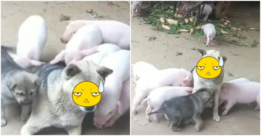 Bị đàn lợn con xếp hàng xin ti trực, chó mẹ mới sinh bế tắc hoang mang cầu cứu: “Người chứng kiến không khỏi bật cười”