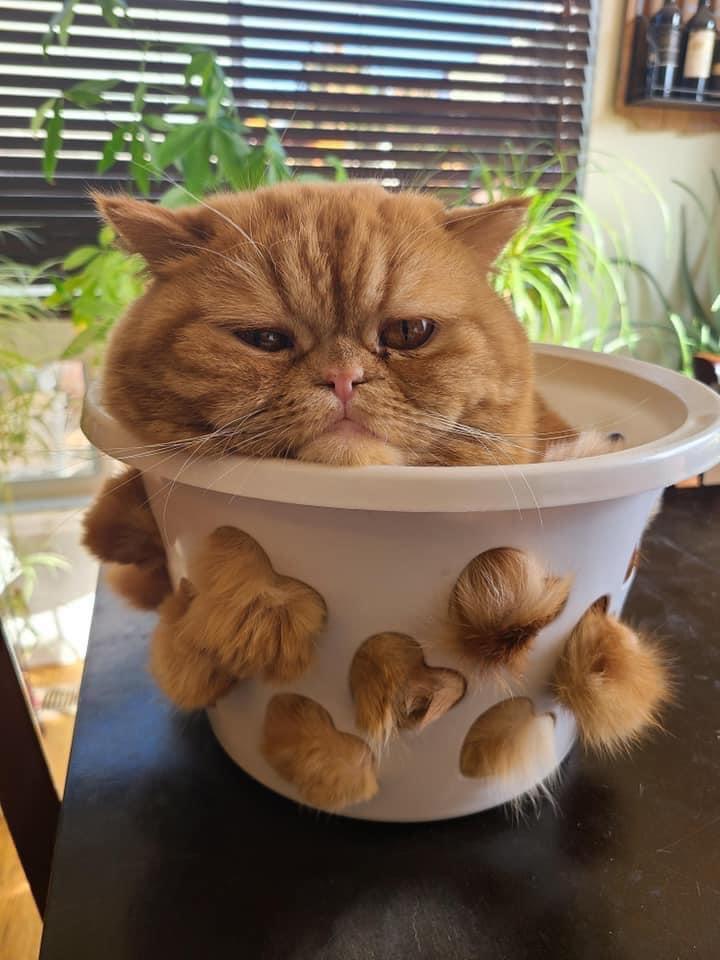 Irresistible Cuteness: These 15 ρhσtσs of Cats Show How They Control Us with Their Charm