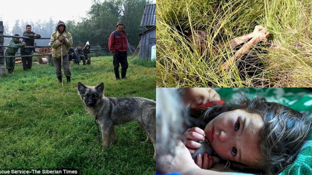 Đi theo bố vào rừng rồi bị lạc, bé gái 4 tuổi sống sót trở về sau 12 ngày nhờ chú chó trung thành sưởi ấm mỗi đêm