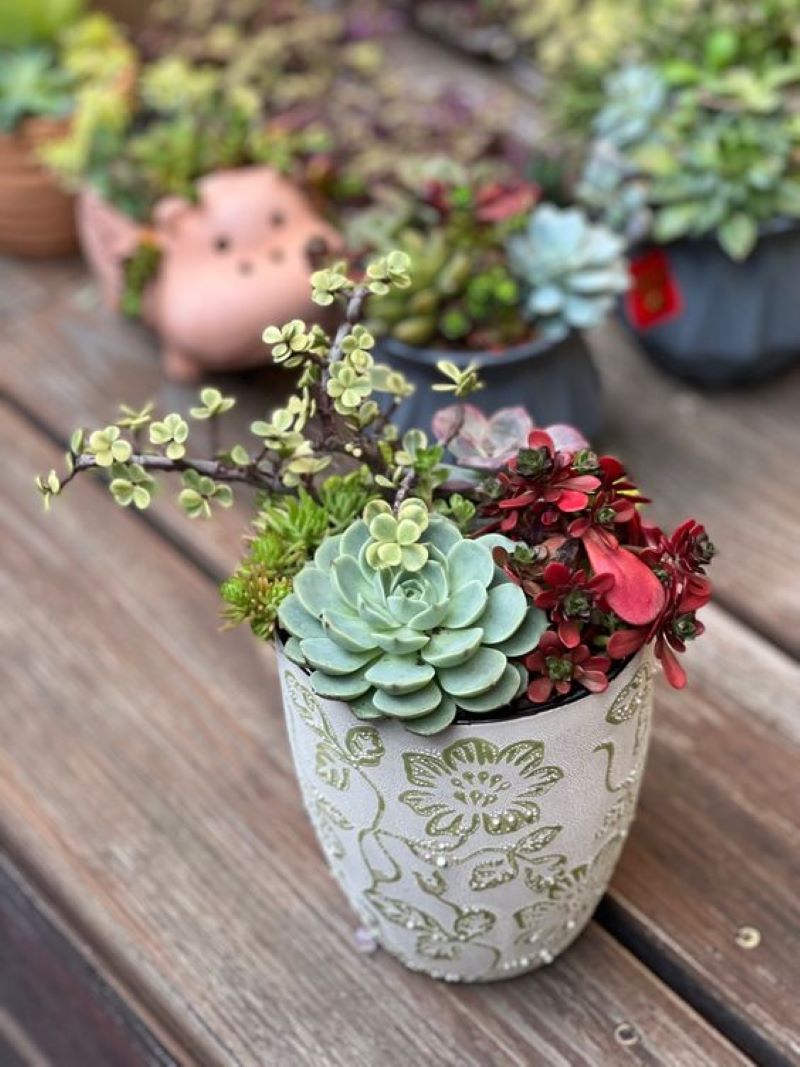 grow succulent in a cup