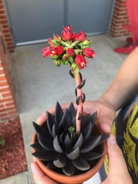 Black succulent princes are suitable for growing indoors - bloggarden ...