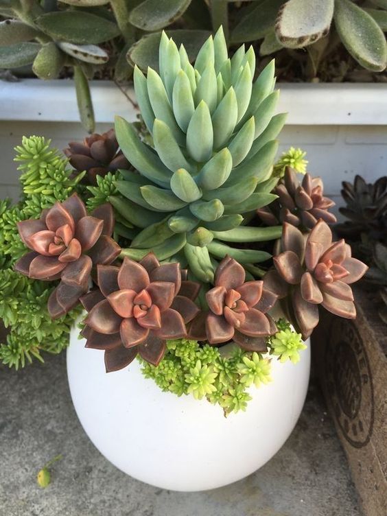 The idea of ​​growing succulents in a pretty small pot on the table