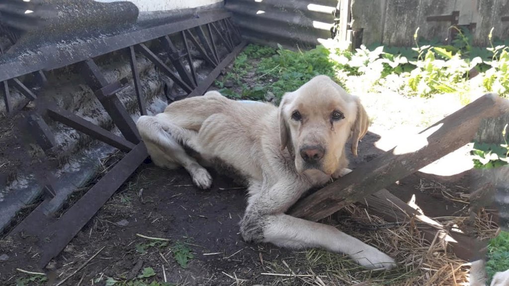 Heartbroken Labrador: Loyal Dog's Loneliness and Tears After Beloved Mate's Departure