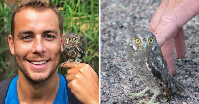 Meet The Elf Owl – The Tiniest Owl In The World