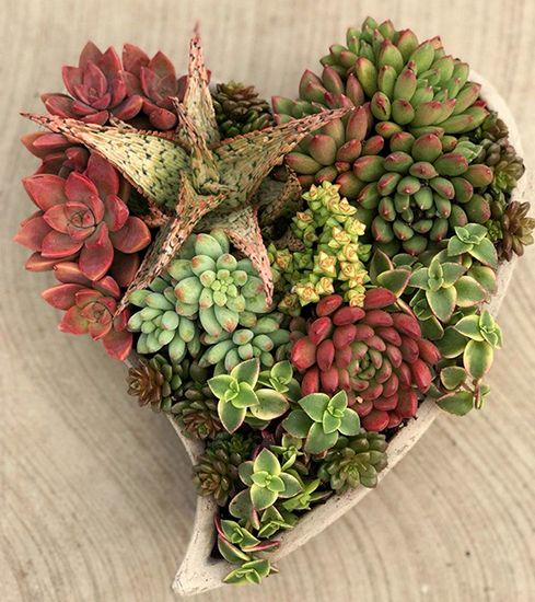 Succulents in my heart