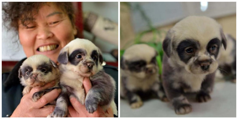 The Cutest Puppies from China that look like Pandas