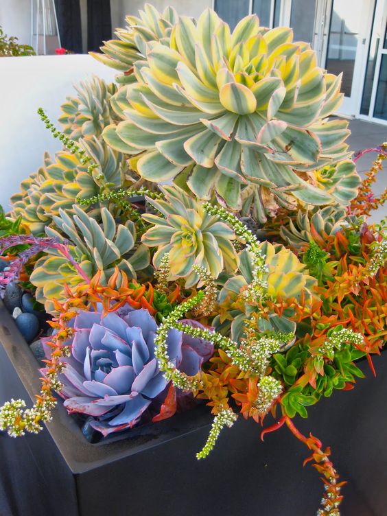 Ideas For Arranging Succulents In A Big Pot Bloggarden Cafex Biz