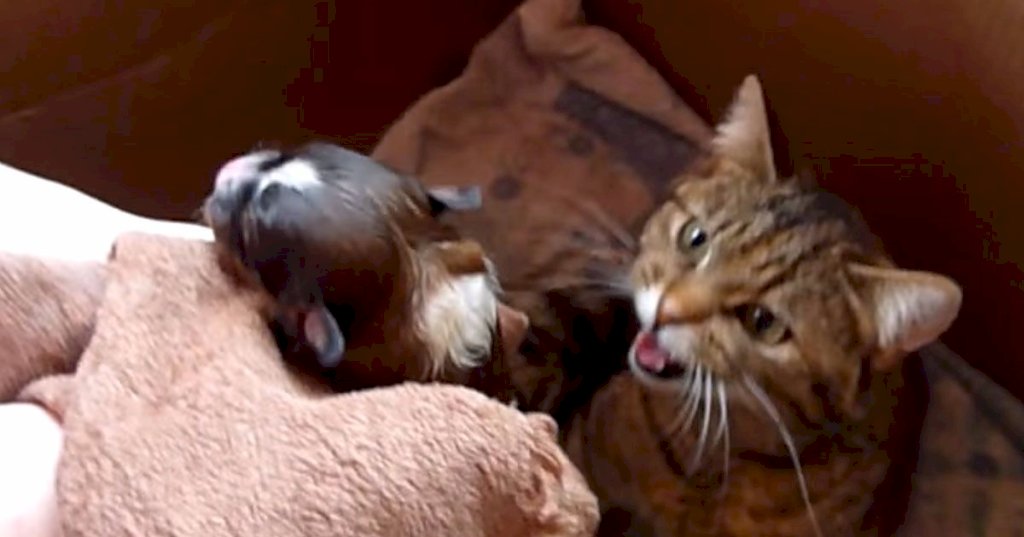 A newborn puppy was introduced to a mama cat. Watch mama cat's reaction