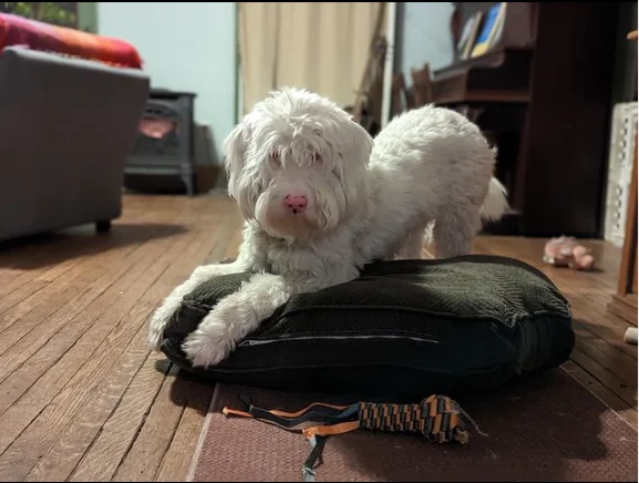 Heartwarming Encounter: Deaf and Blind Dog's Delightful Response to Surprise Visit from Beloved Human