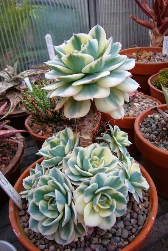 How to grow and care for Echeveria 'Compton Carousel'