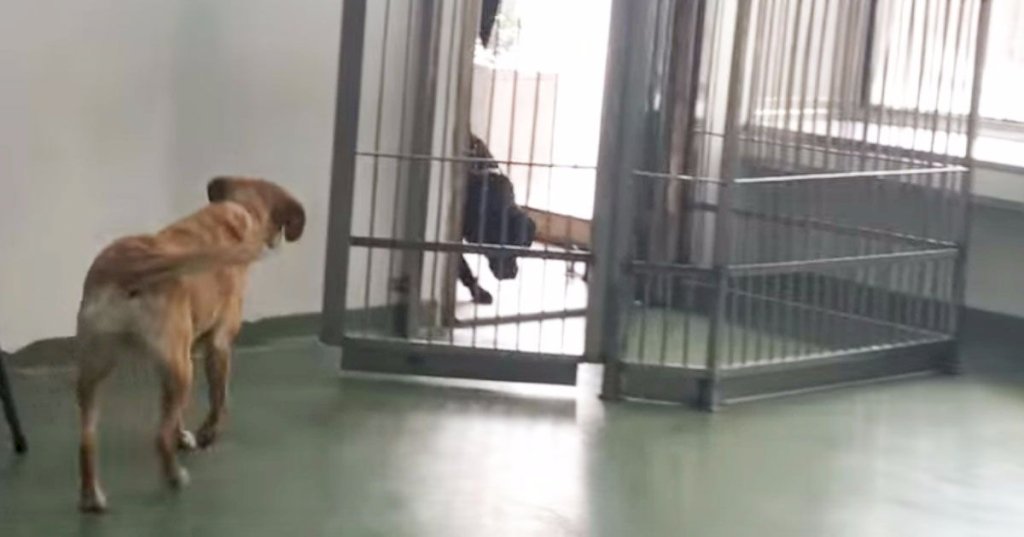 Dog was adopted 4 years ago. Now watch as an old friend walks through the door