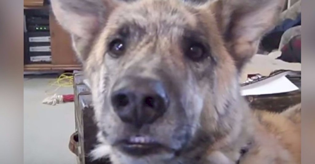 Owner tells dog he ate all the dog food. Dog's response is so awesome, you must turn up the volume
