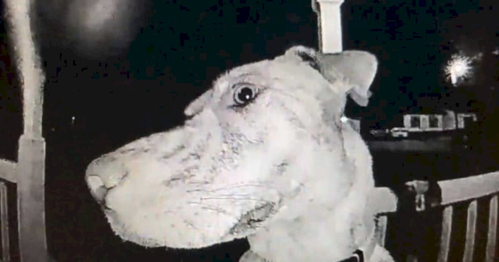 Family couldn't imagine who was ringing doorbell at 3 am, turns out it was their missing dog