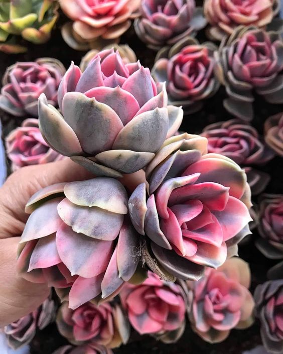 How to grow and care for Echeveria Rainbow