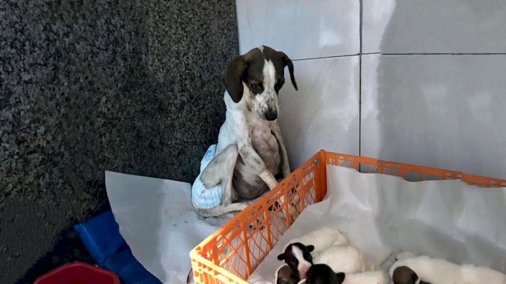 Help Needed: Abandoned Mother Dog Endures Challenging Birth, Experiencing Uterine Prolapse.