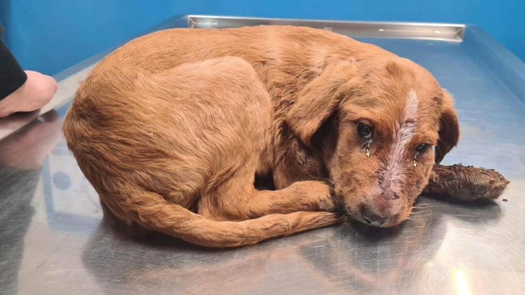 Pablo the Resilient Puppy Overcomes Jaw Surgery and Discovers a Forever Home