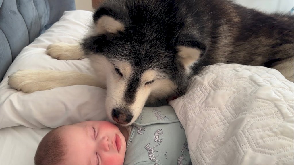 Devoted Canine Stands Guard, Protecting Sweet Sleeping Boy.