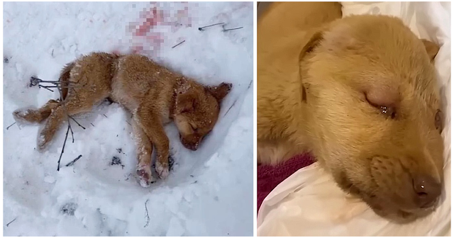 Lonely Pooch Left to Die in the Freezing Woods and Ambushed by Wild Wolves