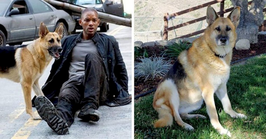 The Dog From ‘I Am Legend’ Is Now 13, And Still The Best Friend Anyone Could Hope For