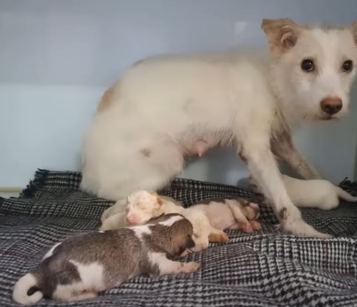 Rescued and Nurtured: Injured Mother Dog Finds Joy in Tears of Happiness