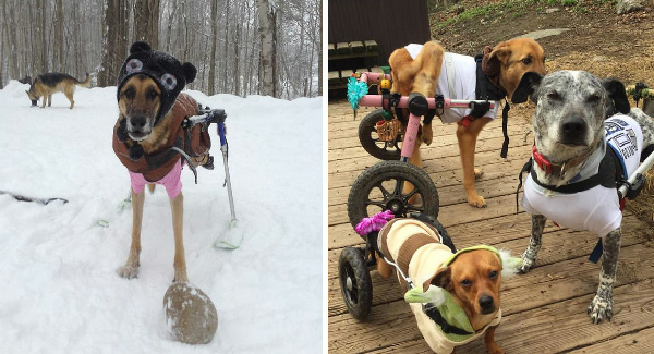 Extraordinary Care: Compassionate Woman Rescues and Gives Exceptional Lives to 6 Disabled Dogs