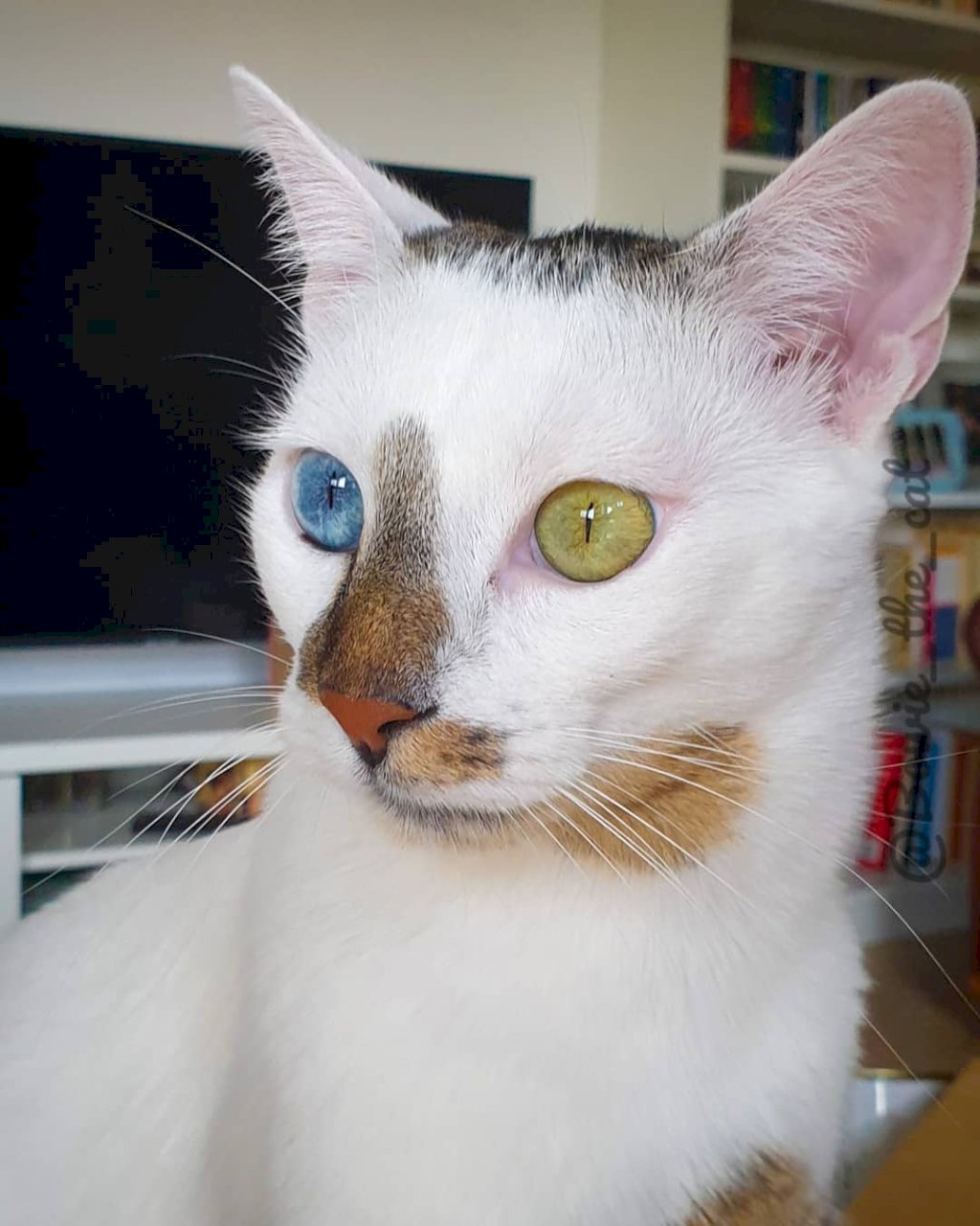 "Bowie: The Heterochromatic Rescued Kitten Who Captivates Instagram with his Unique Charm and Steals Hearts"