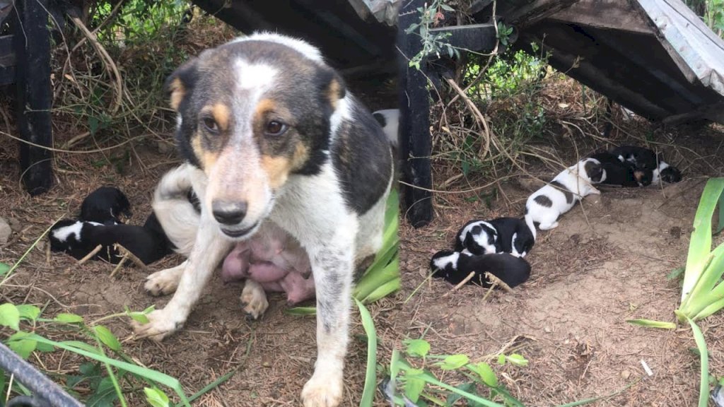 The Desperate Plea for Help: Starving Mother Dog and Puppies Temporarily Residing in the Cemetery, Facing Hunger and Danger.
