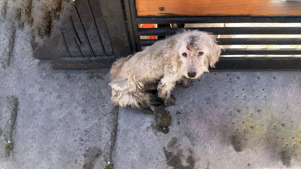 The Compassionate Woman Rescues a Neglected Puppy Covered in Shaggy Fur and Dirt, Battling Severe Anemia.