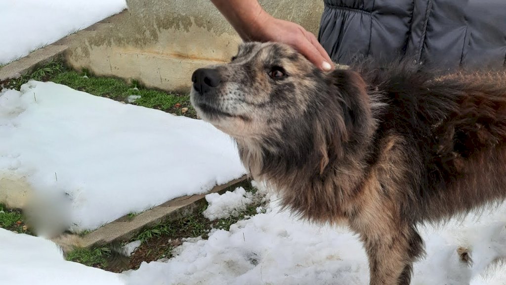 From Cold Outdoor Captivity to a Heartwarming Rescue: The Transformative Journey of an Abused Dog