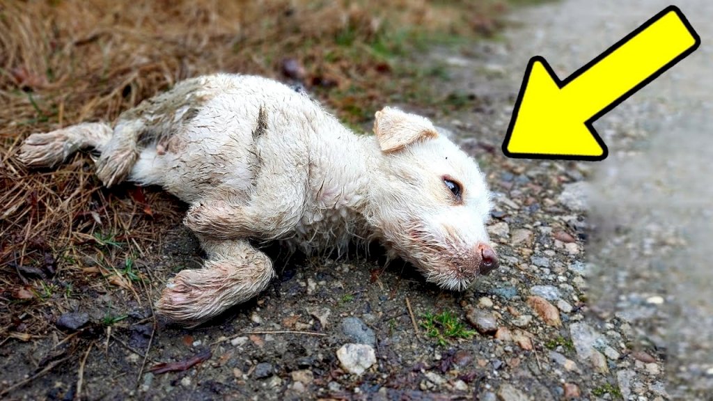 Abandoned and Injured: Dog Left in Agony and Perilous State After Hit-and-Run Incident.