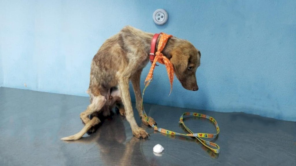 A Cry for Rescue: The Emaciated Dog's Desperate Plea, Starving and Trembling with Sorrowful Eyes