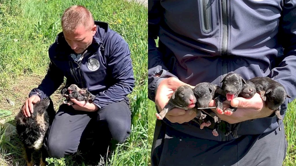 Compassionate Gesture: Man Rescues Abandoned Mother Dog and Her Helpless Puppies from a Ditch