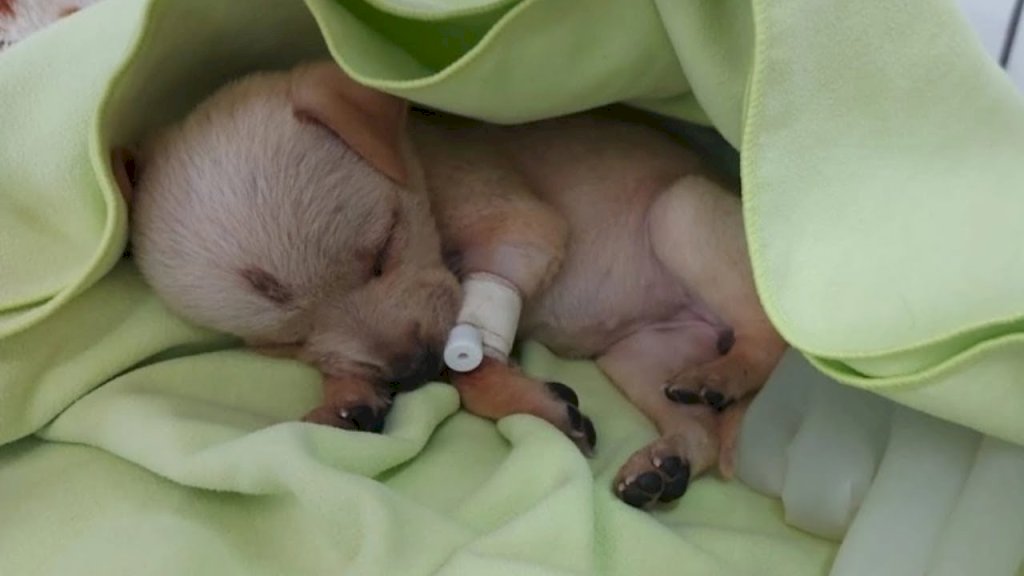Injured by a Drunk Man: The Heartbreaking Tale of a Little Dog's Head Injury