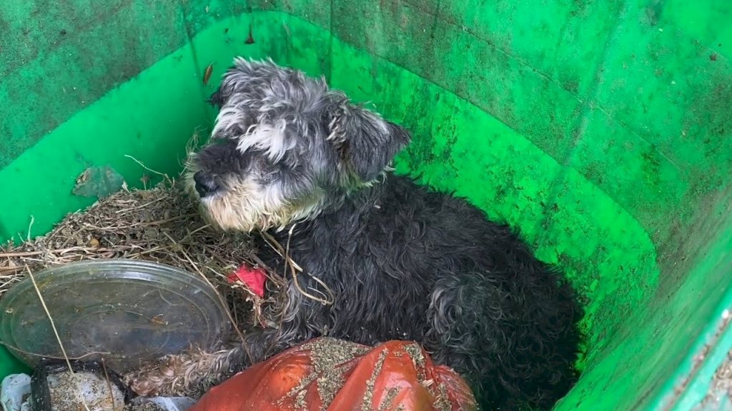 Abandoned and Suffering, the Dog's Pleas for Help Echoed in the Trash