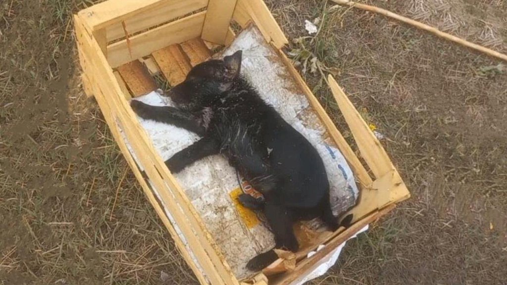 Left in Desolation: The Abandoned Puppy Discarded in a Trash Pen