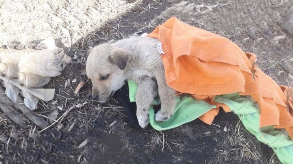Left to Suffer: An Abandoned Puppy with Inflamed Intestines and a Worm-Infested Stomach