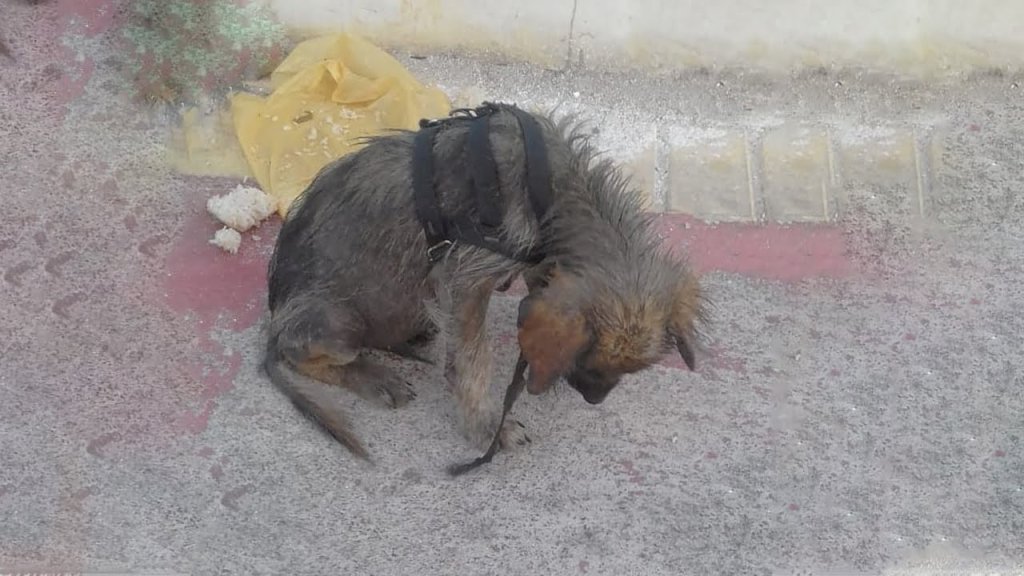 Heartbreaking Tale of an Innocent Puppy Turned into a Village's Plaything