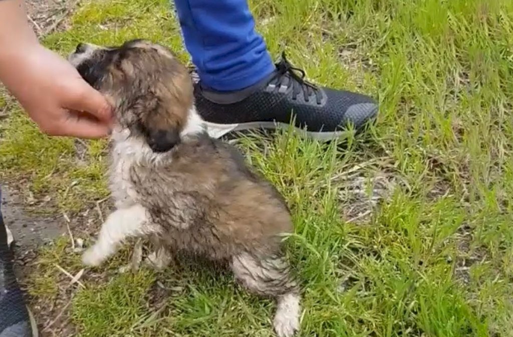Abandoned, Shivering, Malnourished Puppy Desperately Seeks Help Amid Apathy