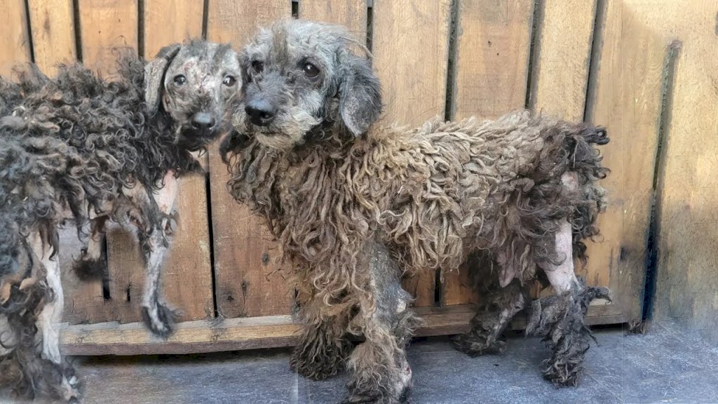 Abandoned and Devastated: Two Dogs Expelled, Left Stripped and Heartbroken