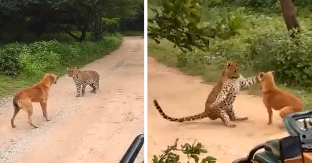Strength is not necessary, a loud voice will do! Internet amazed by video of barking dog bravely ѕсагіпɡ off leopard.