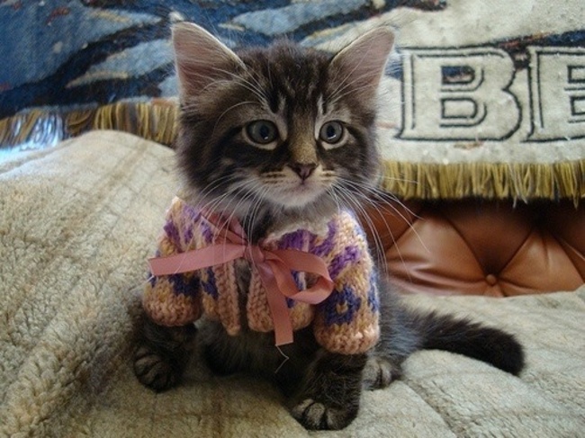 "Feline Fashion Frenzy: The Charming Trend of Cardigan-Wearing Cats"